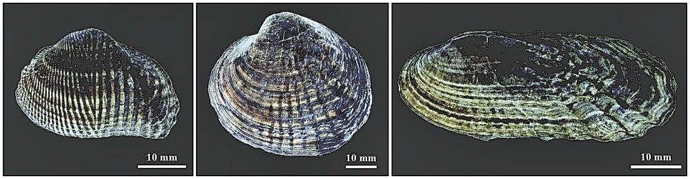 世界最古、模様くっきり淡水二枚貝の化石…1億2千万年前の地層から