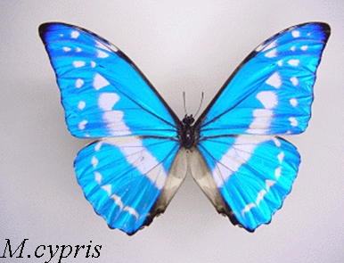 cyprisfig1.jpg
