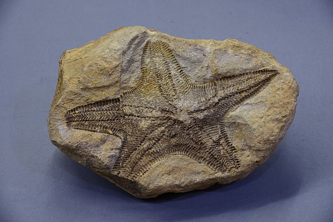 ひとでの化石 – 山形県立博物館