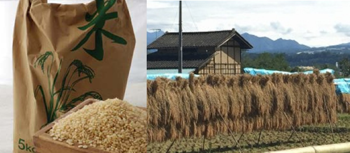 霊芝 レイシ 120g 万年茸（サルノコシカケ科） 健康食品・通信販売