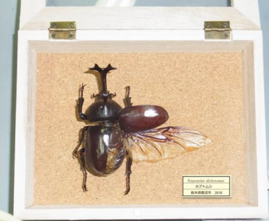カブトムシの昆虫標本教室 - 【東京都】夢の島熱帯植物館