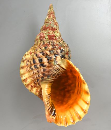 法螺貝 大型法螺貝 ホラ貝 36cm 珍しいサイズ Z 三島屋楽器店 法螺貝