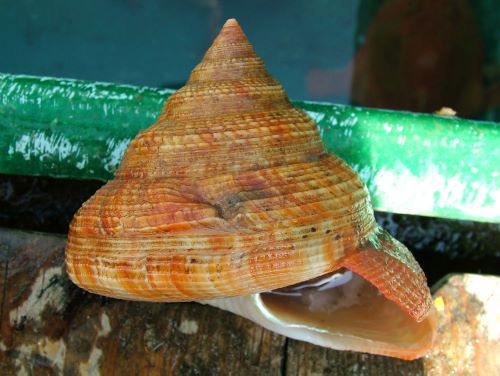 オキナエビスガイ (チョウジャガイ) | 市場魚貝類図鑑