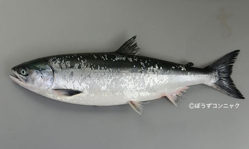 ケイジ (サケ) | 市場魚貝類図鑑 希少 鮭児 ケイジ 幻の魚 ピンバッジ 3