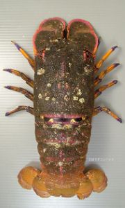 セミエビ | 甲殻 | 市場魚貝類図鑑