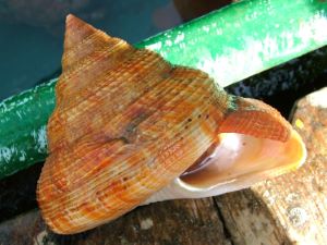 オキナエビスガイ属について＆生物一覧ー | 市場魚貝類図鑑