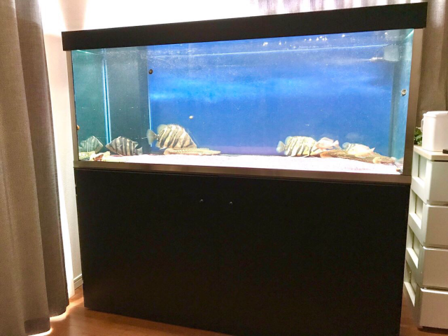 オーバーフローfrp水槽上下 水槽台 1500×600×600 引き取り限定 - メルカリ