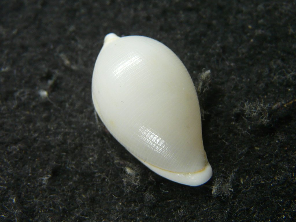 タカラガイ ウミウサギガイ 屋久島天然 【公式通販】