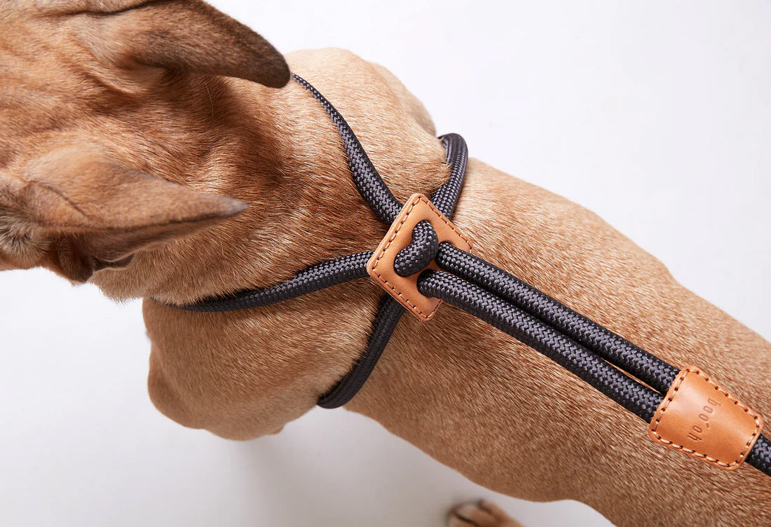 Shop Stylish & Comfortable Boo Oh Dog Harness | Durable & Easy to Use