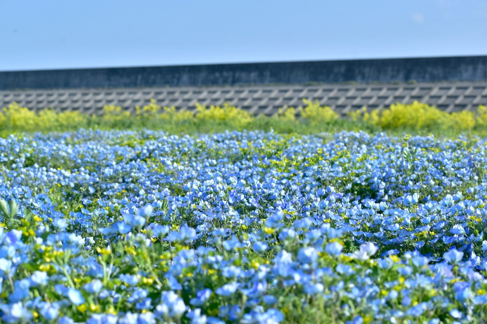 2025年│山口県のネモフィラ畑【3選】｜特集｜【公式】山口県観光/旅行