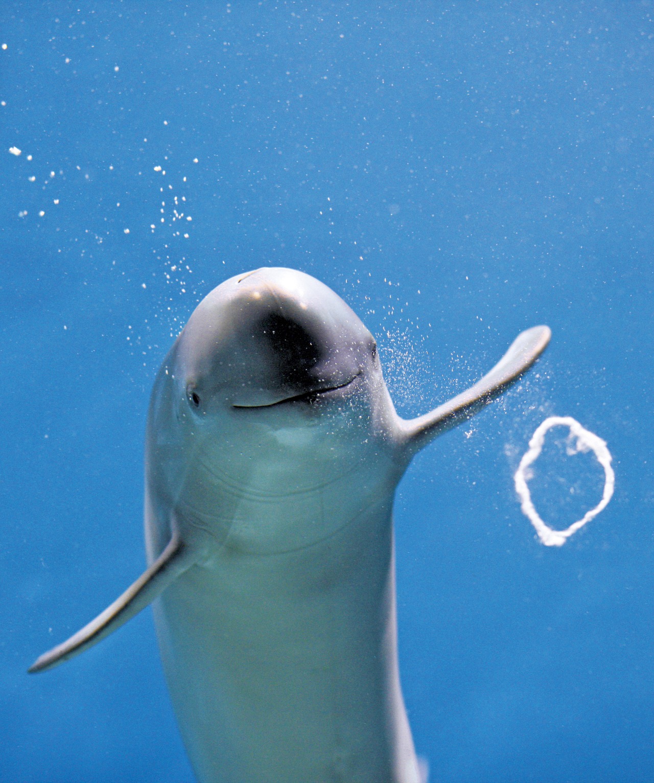 下関市立しものせき水族館・海響館｜観光スポット｜【公式】山口県観光