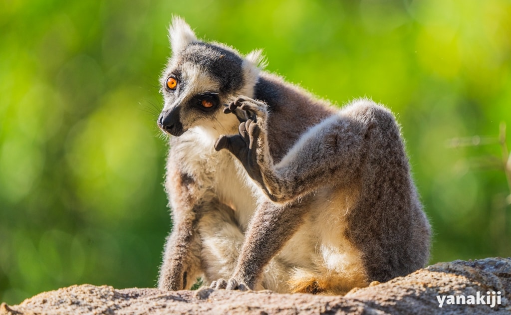 知って驚くキツネザルの生態！96％が絶滅の危機に？サルとは違う