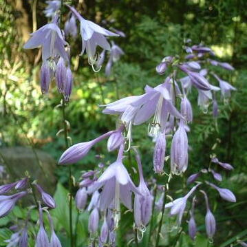 ギボウシとは｜ヤサシイエンゲイ