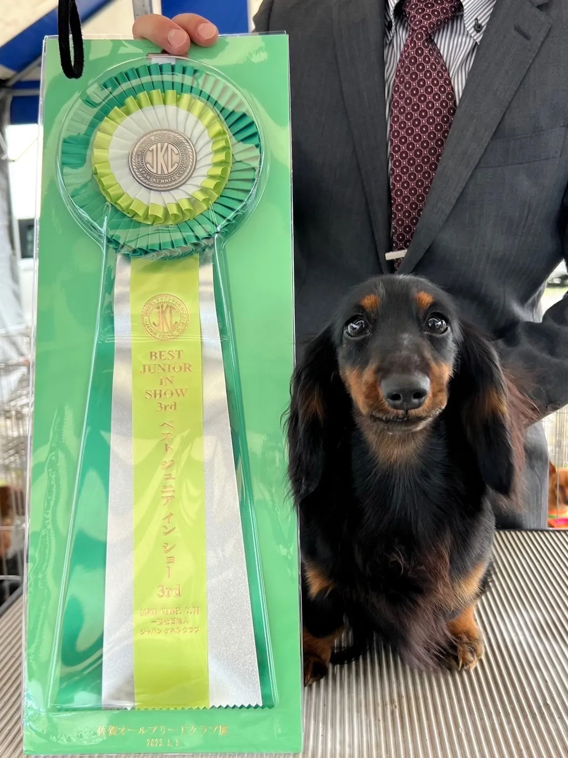 合同会社LOOP｜ドッグショーチャンピオン犬｜大分県宇佐市 【希少品