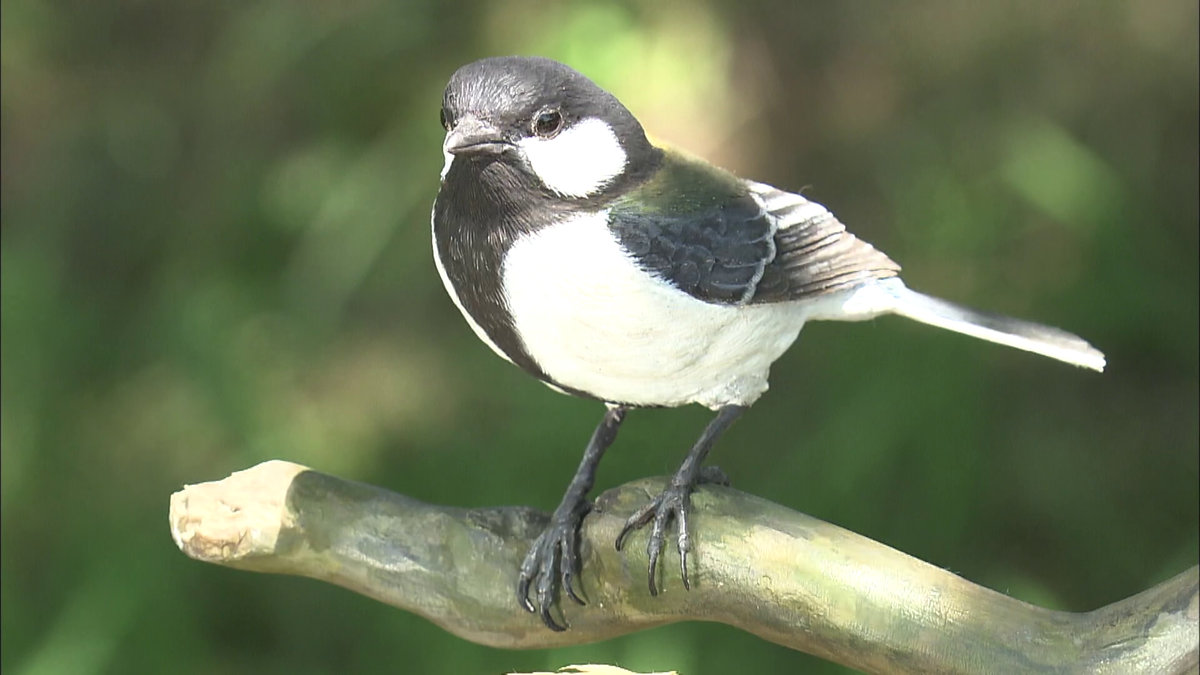 セグロセキレイ 木彫りの野鳥 リアルバードカービング 野鳥彫刻