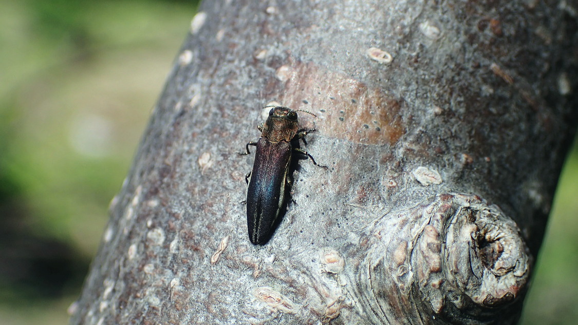 39mmクロモンベニオウサマムカシタマムシCalodema 標本スハンダエ