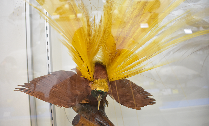 極楽鳥 オオフウチョウ 剥製 台座付き 立木台 野鳥 置物 アンティーク