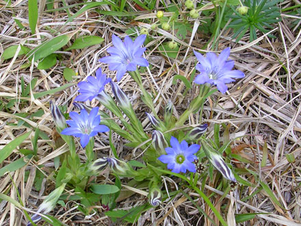 ハルリンドウ様 ハルリンドウ - 野山に自然に咲く花のページ