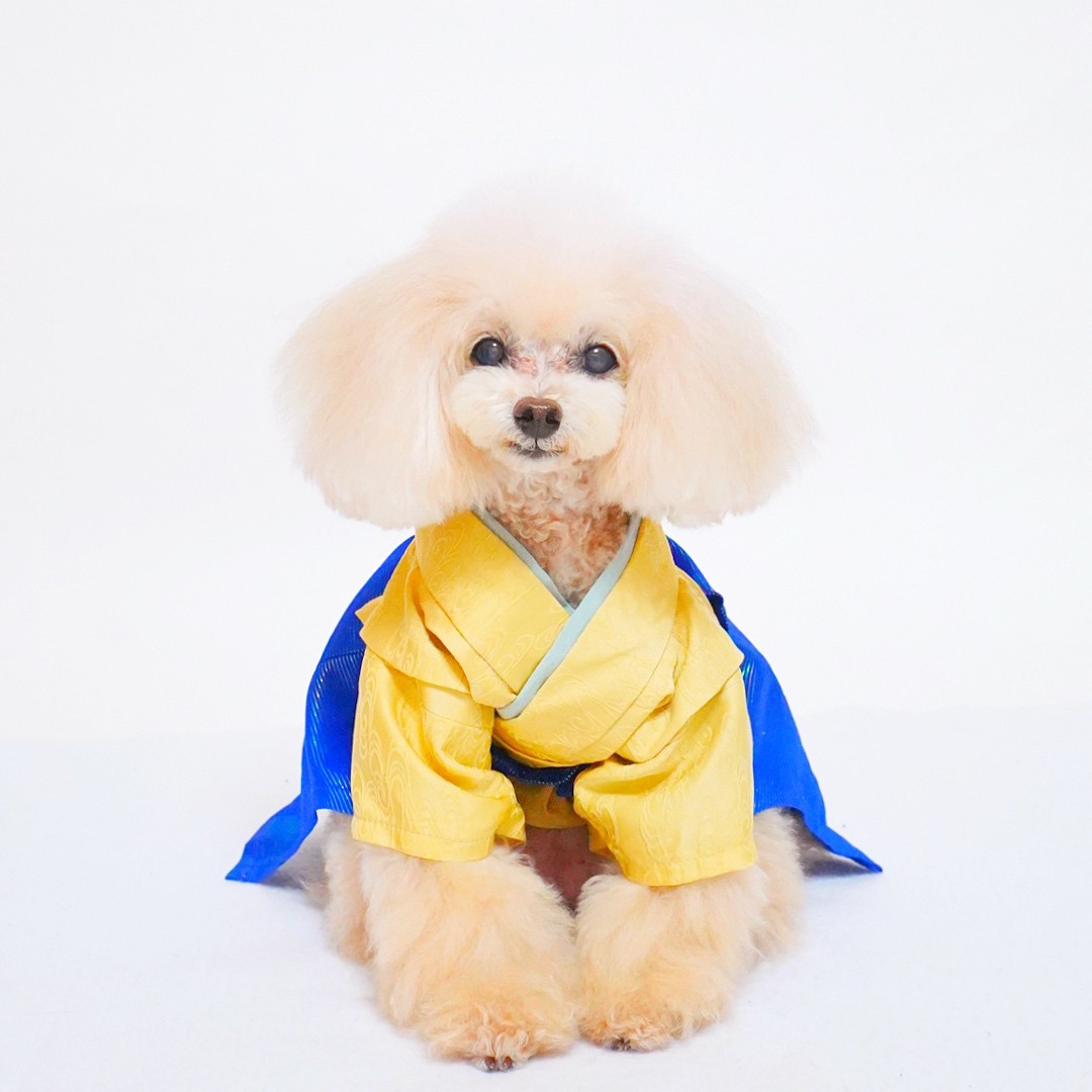 犬猫服オーダー 袴オーロラブルー【男の子用】ha-10 | 犬服・猫ペット