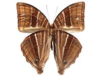 コスタリカ産 蝶の標本 Amathusia phidippus コスタリカ産 蝶の標本