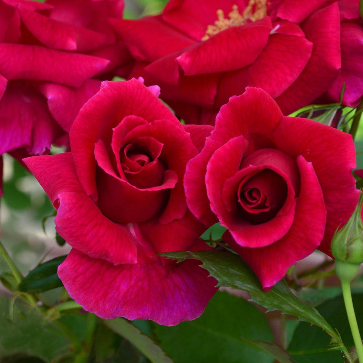 予約苗 バラ苗 【ラブストラック】 (大苗) つるバラ 四季咲き 中大輪