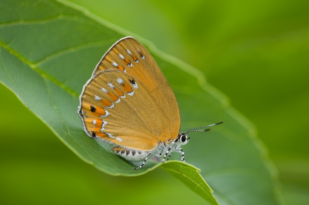 ラスト1箱 チョウセンアカシジミ 115頭】蝶 標本 ドイツ箱 Tatsumi