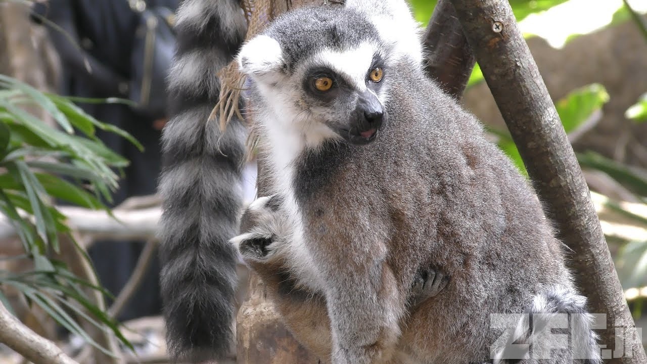 ワオキツネザル | 動物図鑑 | ZFC.jp