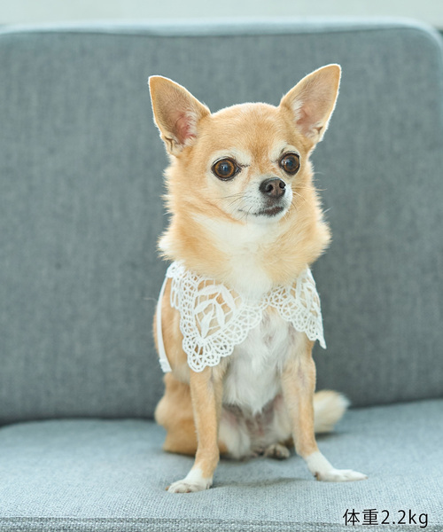 ROPE' PICNIC（ロペ ピクニック） 犬 服 「DOG」レースつけ襟