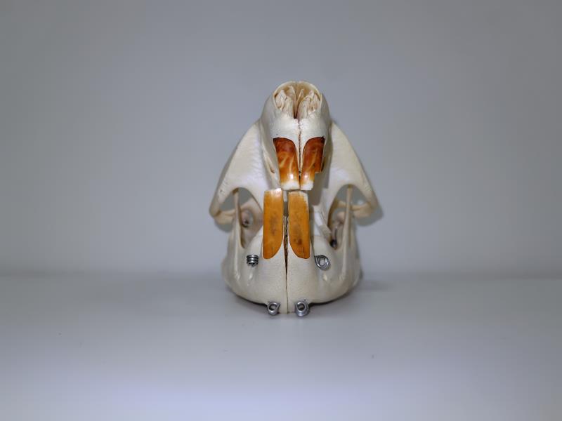 標本棚のラベル裏011 アメリカビーバー（頭骨） - 生き物・学び・研究