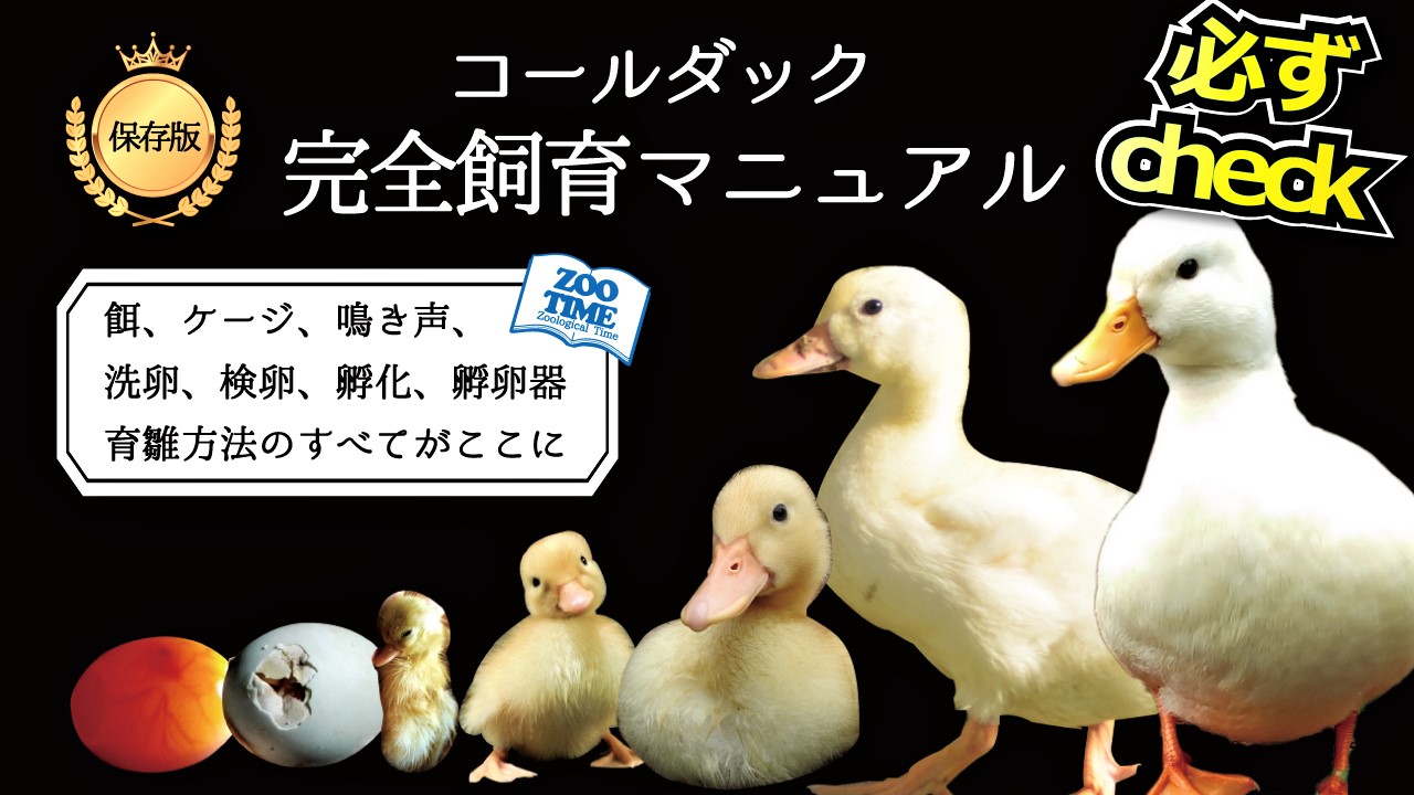 コールダック飼い方、飼育繁方法、詳しい飼い方、介助孵化、温度湿度