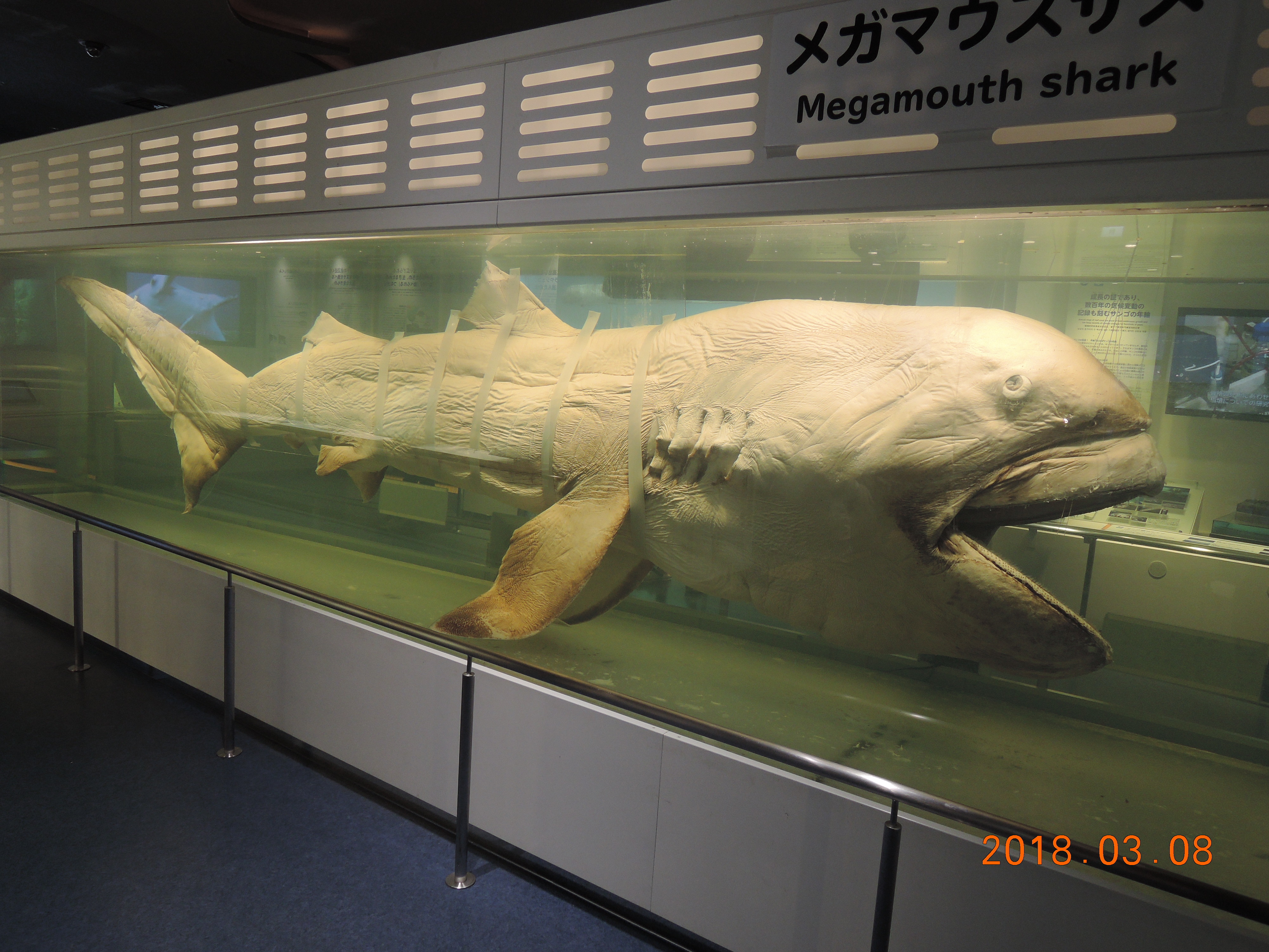 メガマウスザメ(2018.03.14) - WEB魚図鑑