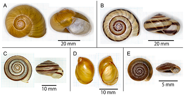 かたつむりの世界 マイマイ属 かたつむりの世界: マイマイ属 | 川名