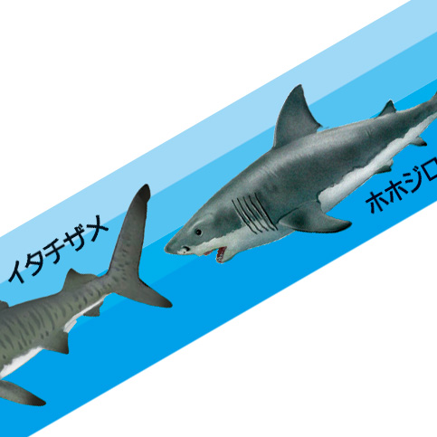 鮫大全 – 株式会社ザ・アクセス-TheACCESS-