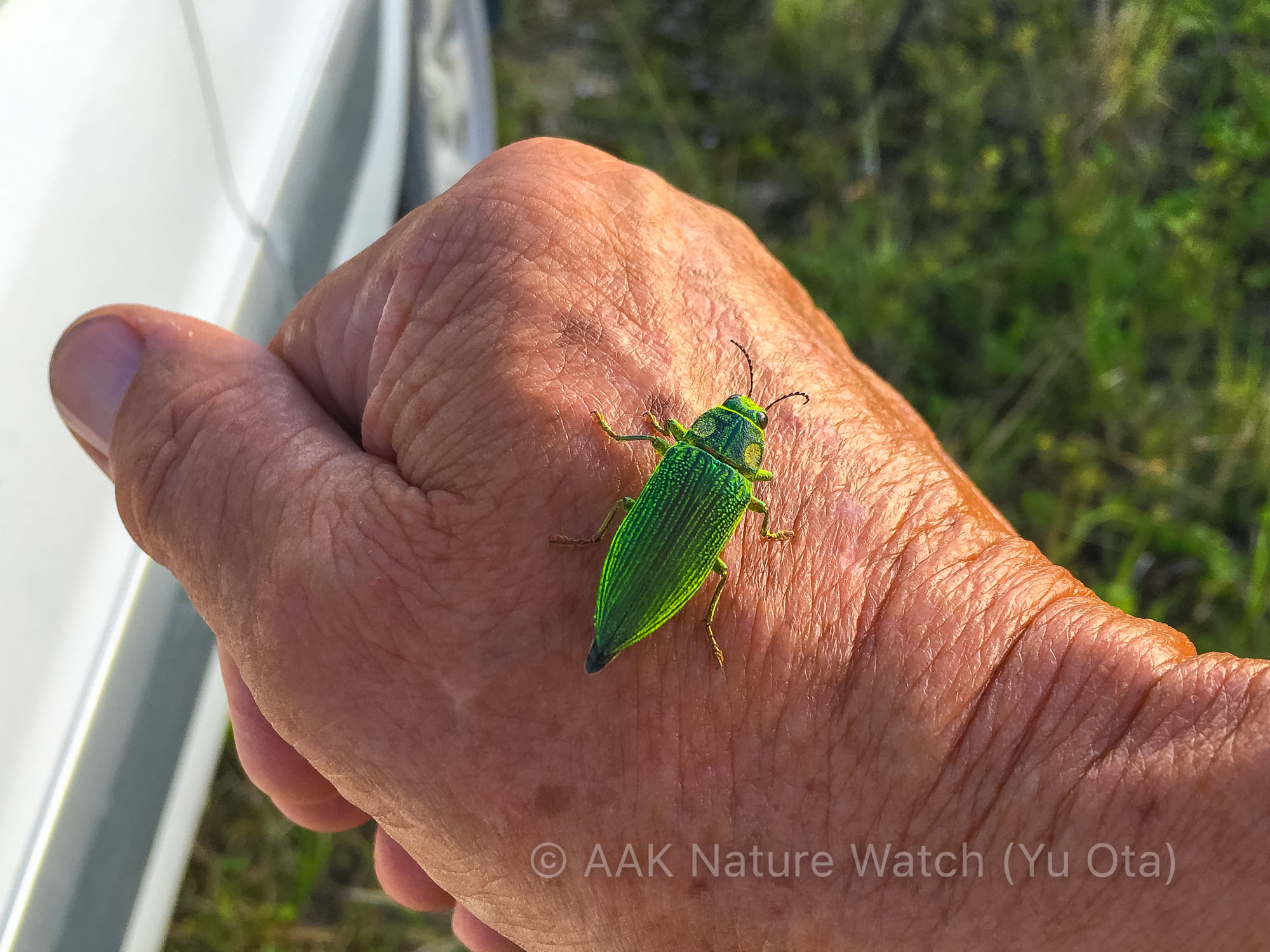 標本 オーストラリア産 アカモンアラメムカシタマムシ 25．8ミリの