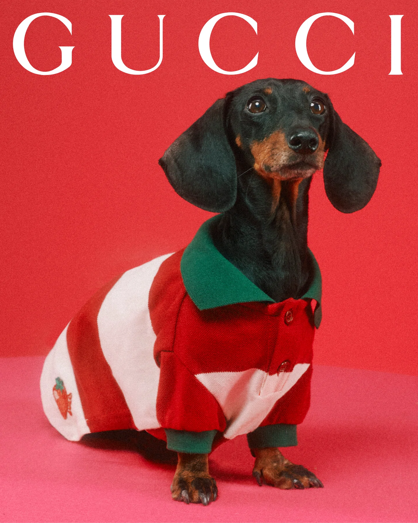 Gucci for pets lands with adorable portraits from Max Siedentopf