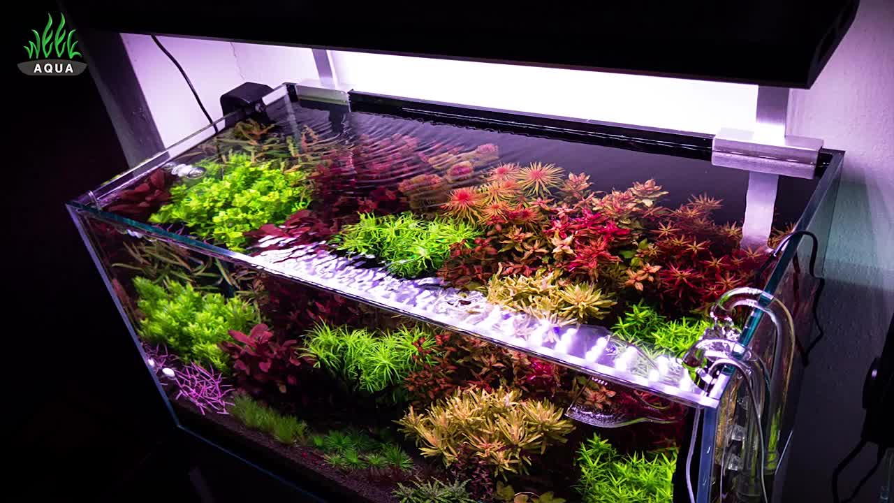 WEEK AQUA P600 Pro アクアリウムLED Amazon.com: Week Aqua P Series