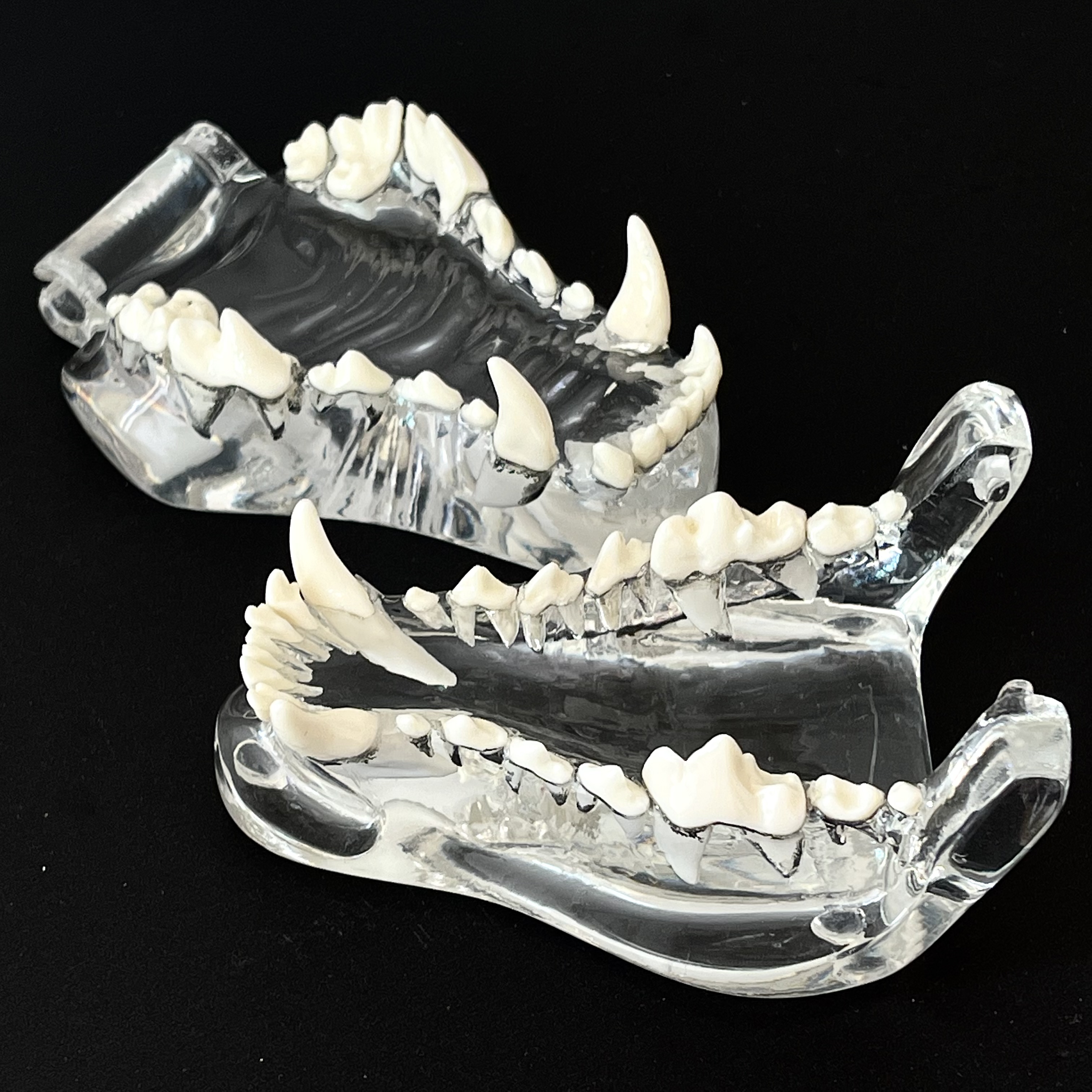 樹脂製の動物の歯モデル,犬と猫,歯科医,獣医の歯 - AliExpress