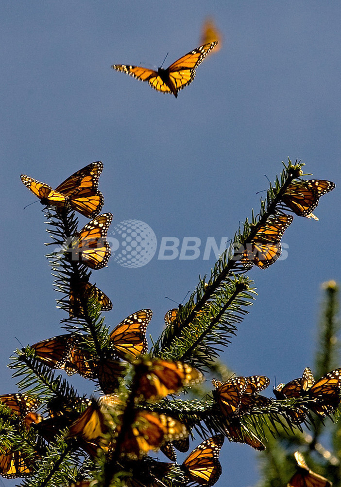 越冬のため南北米大陸を大移動するチョウ、「オオカバマダラ」 写真28