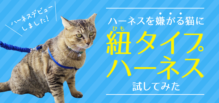 猫用歩行器の作り方（リハビリ用車椅子）ひとりで歩行練習ができる