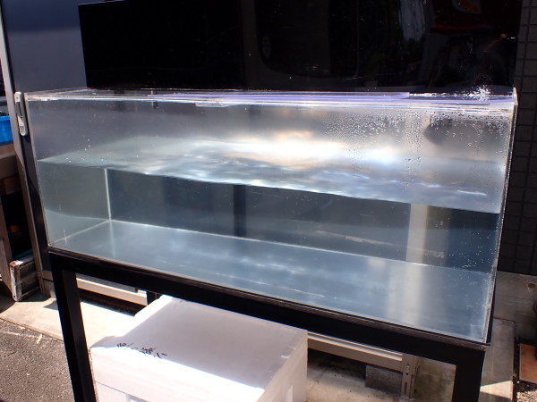 静岡市の熱帯魚・古代魚・アロワナ・爬虫類の専門店 -魚力- | 新着情報 |