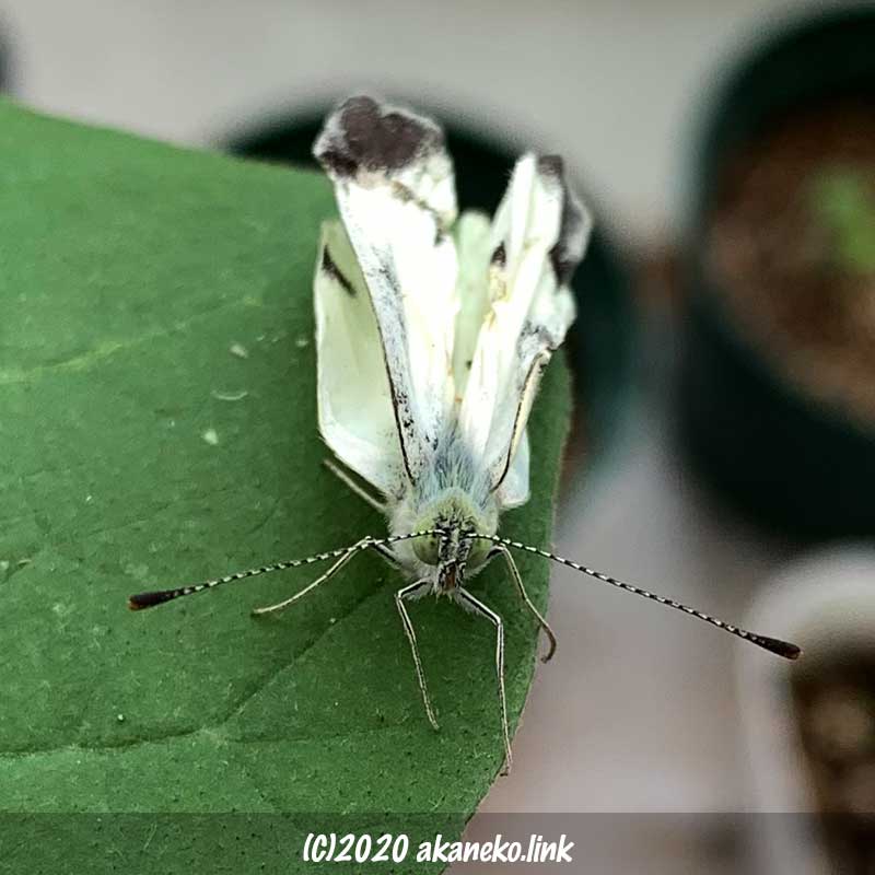 翅がクシャクシャのモンシロチョウ：蝶（成虫）飼育記録1 | アカネコ生活
