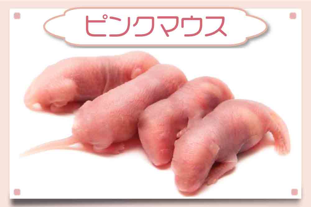ピンクマウスSサイズ】通販・安いおすすめ餌｜50匹（1匹57円