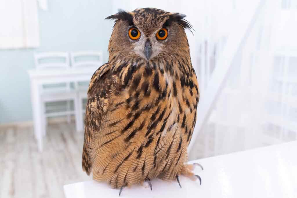 ユーラシアワシミミズク｜たこ焼き - フクロウカフェ 東京 アキバフクロウ