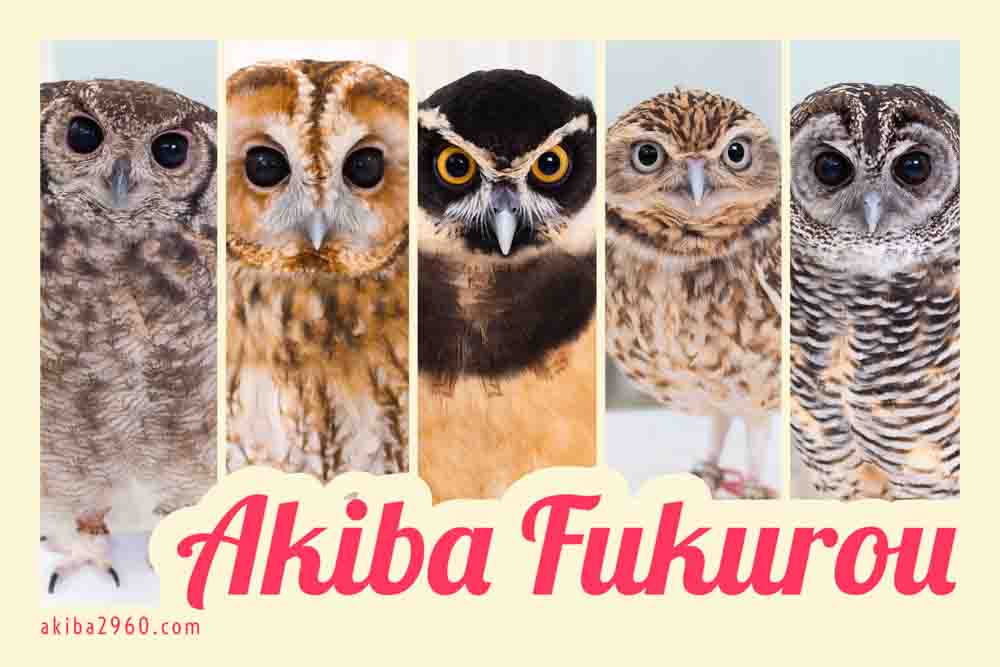 Owls of the world - Pictorial book | Owl Cafe Japan Akiba Fukurou