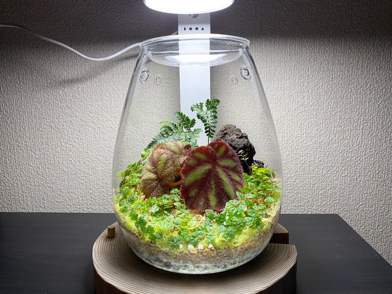 ガラスポット シズク レビュー(DOOA GLASS POT SHIZUKU