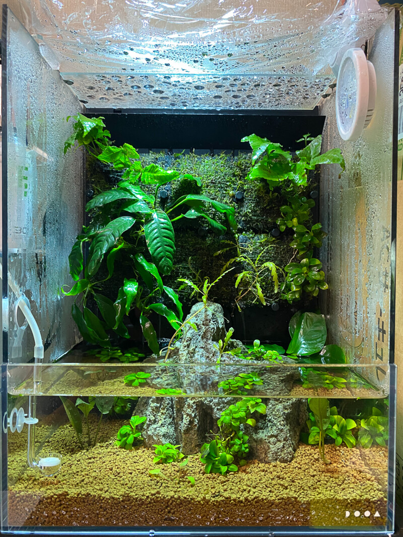ADA DOOA システムテラ30 水槽 アクアリウム パルダリウム セット DOOA
