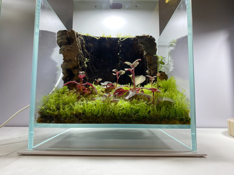 DOOAネオグラスエア20×20×30セット DOOAネオグラスエア20×