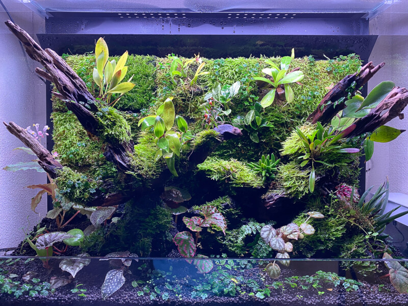 ADA dooa パルダライト60 ADA dooa パルダライト60 SYSTEM PALUDA