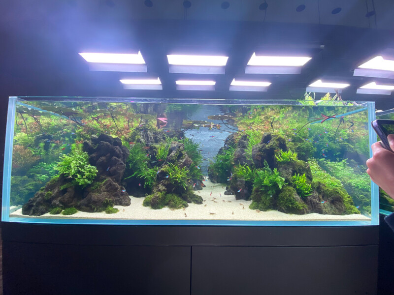 ADA 雲山石 XL 穴3個 水槽 レイアウト石 水槽レイアウト 水槽用石 ADA