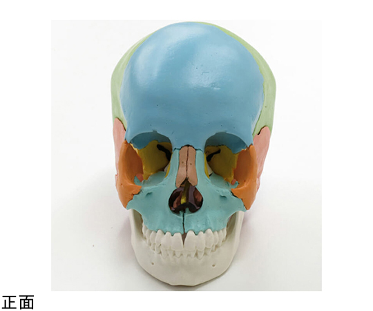 64-9714-46 頭蓋骨22分解キット マルチカラー仕様 （3B Smart Anatomy